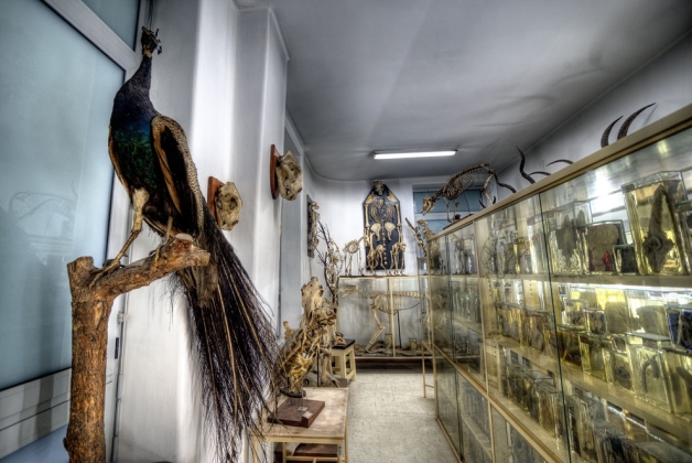 Museum of Anatomy of Porto´s University Faculty of Medicine - Museums & Thematic Centres