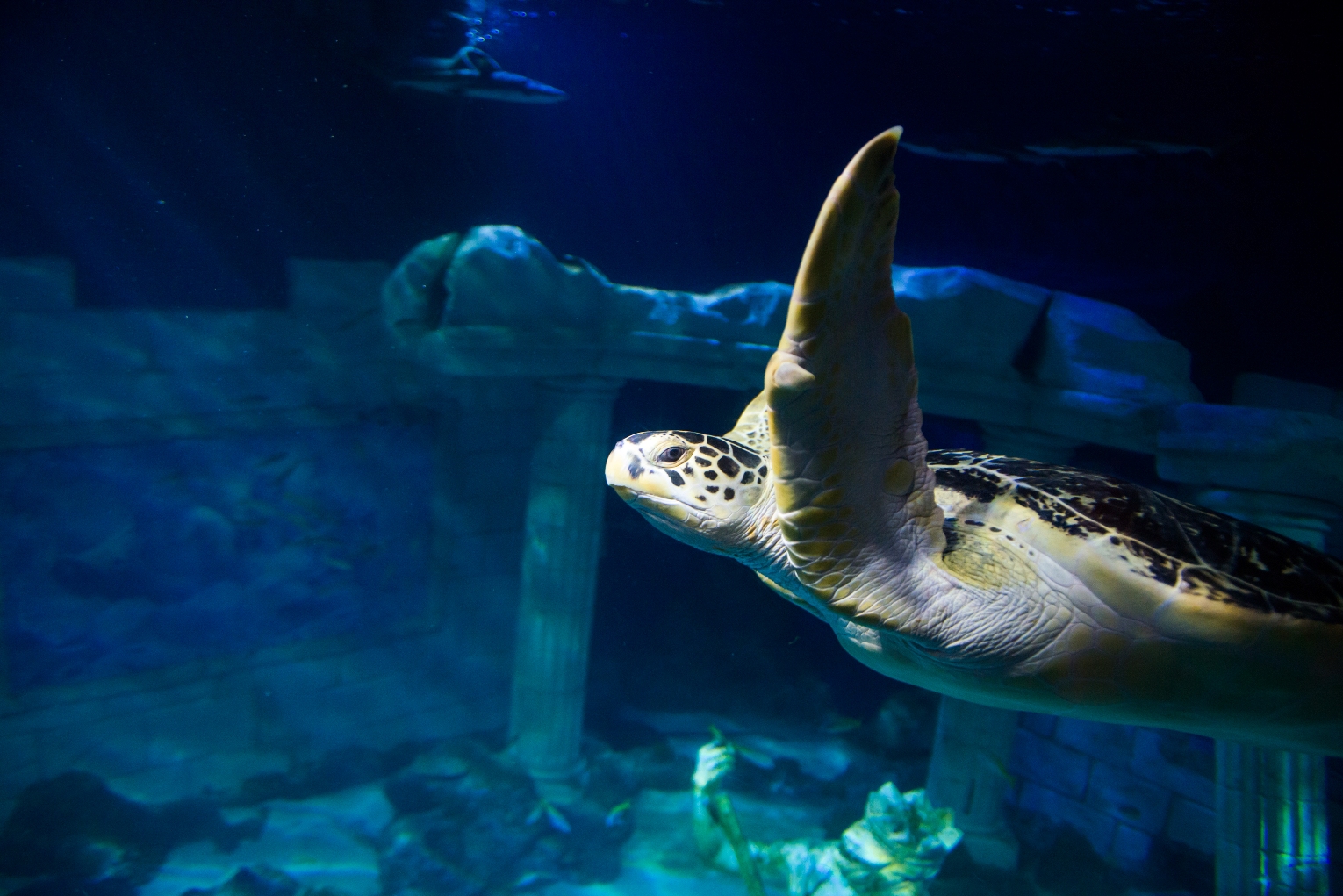 SEA LIFE Porto - Museums & Thematic Centres