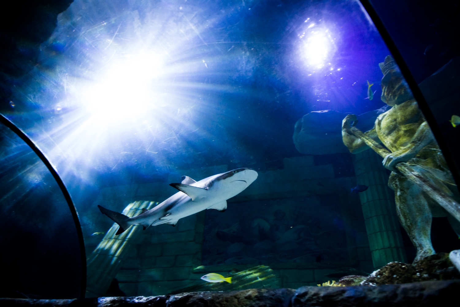 SEA LIFE Porto - Museums & Thematic Centres