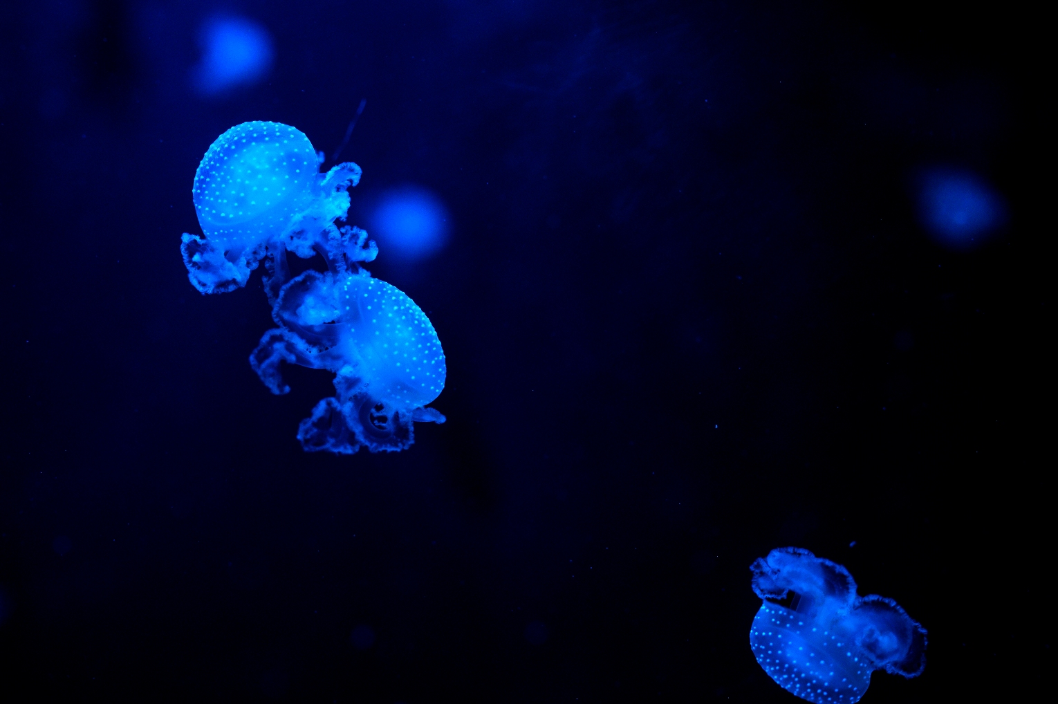 SEA LIFE Porto