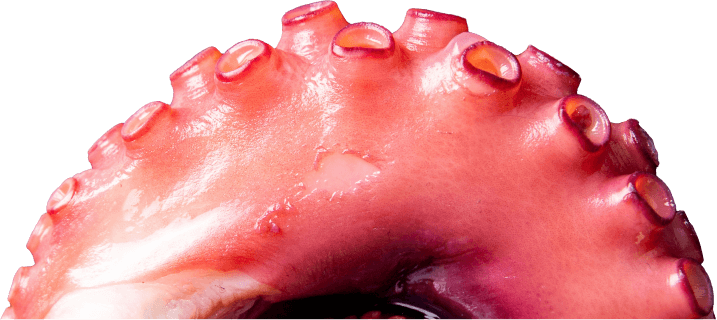 Octopus